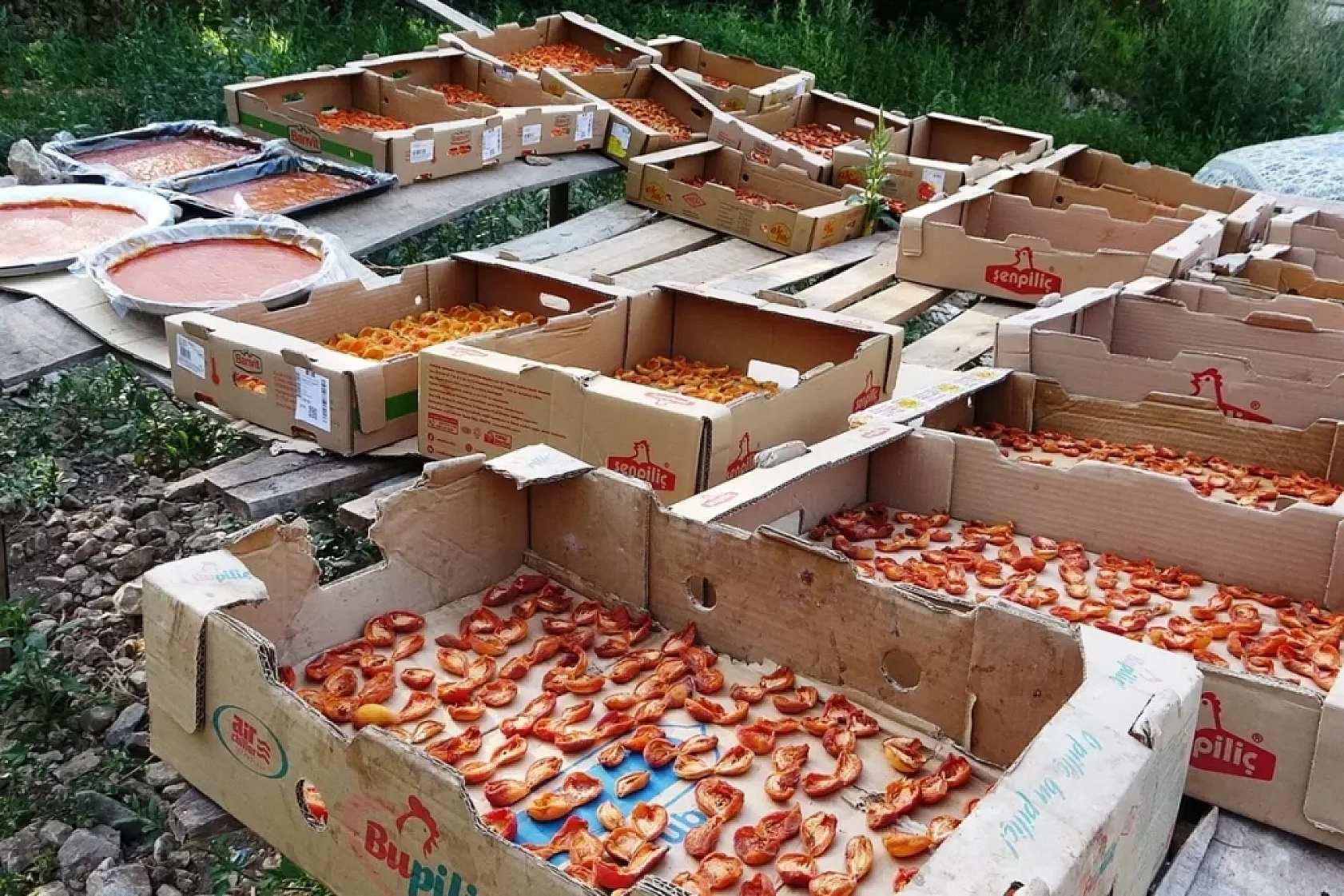 Van'da kayısının kilosu 300 TL'ye satılıyor... Malatyalılar kayısıya hasret kaldı