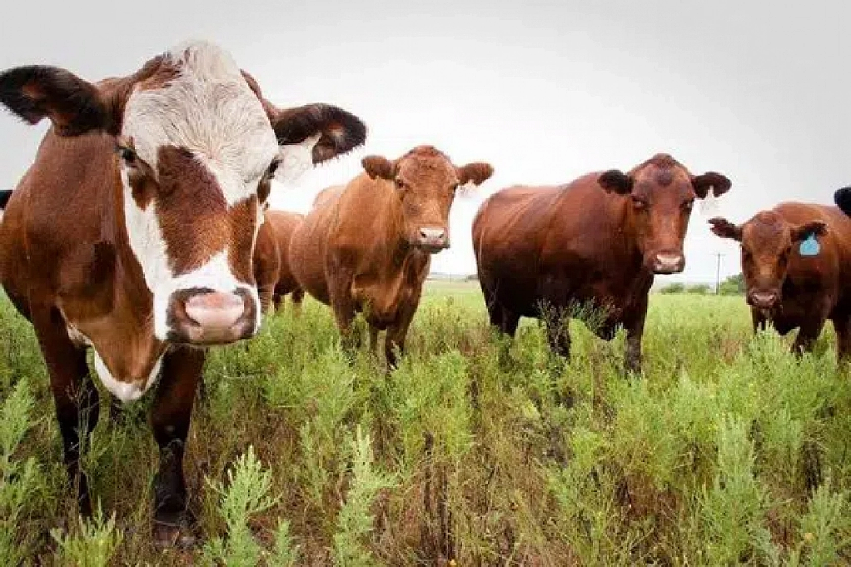 Kırsalda bereket projesi'nde asil ve yedek listeler açıklandı