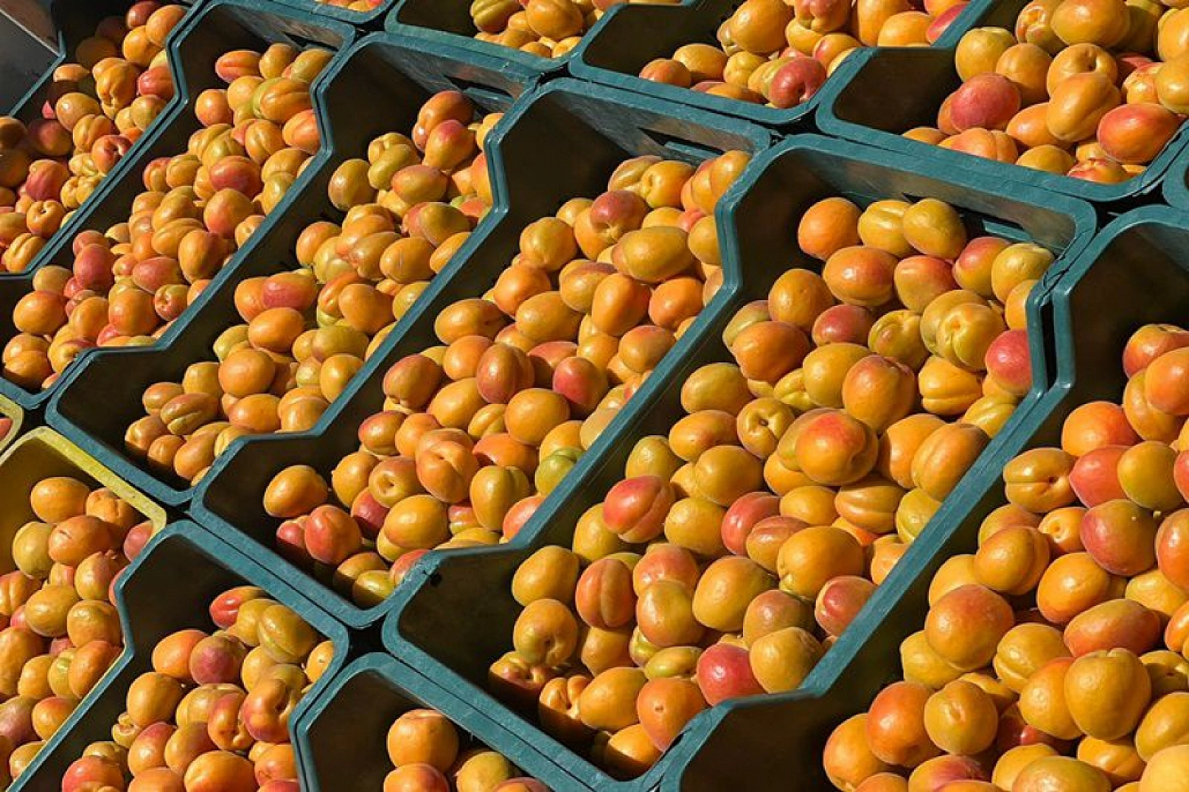 Kayısı İhracatçının Elinde Oyuncak Oldu! Çiftçiye Komik Rakamlar Sunuldu!