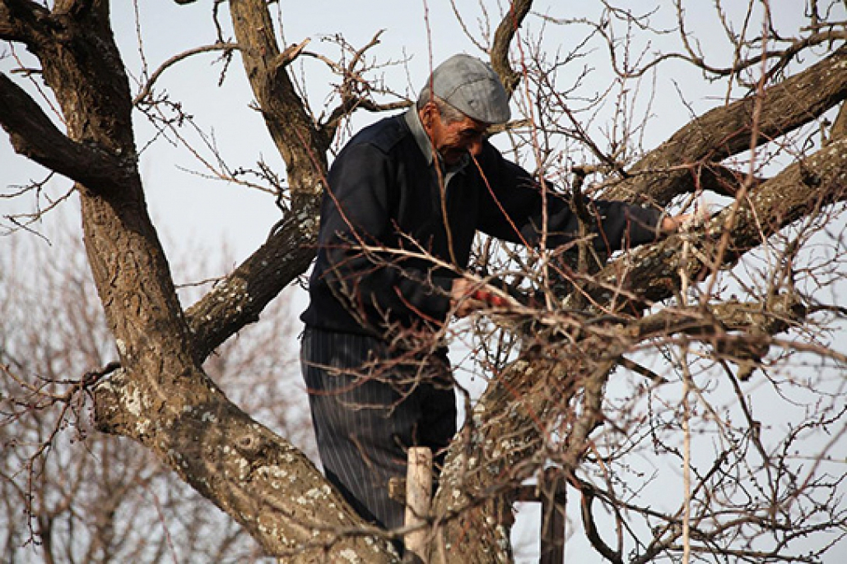 Üreticiler Uyarıldı: Kayısı Ağaçları İçin Tam Zamanı!