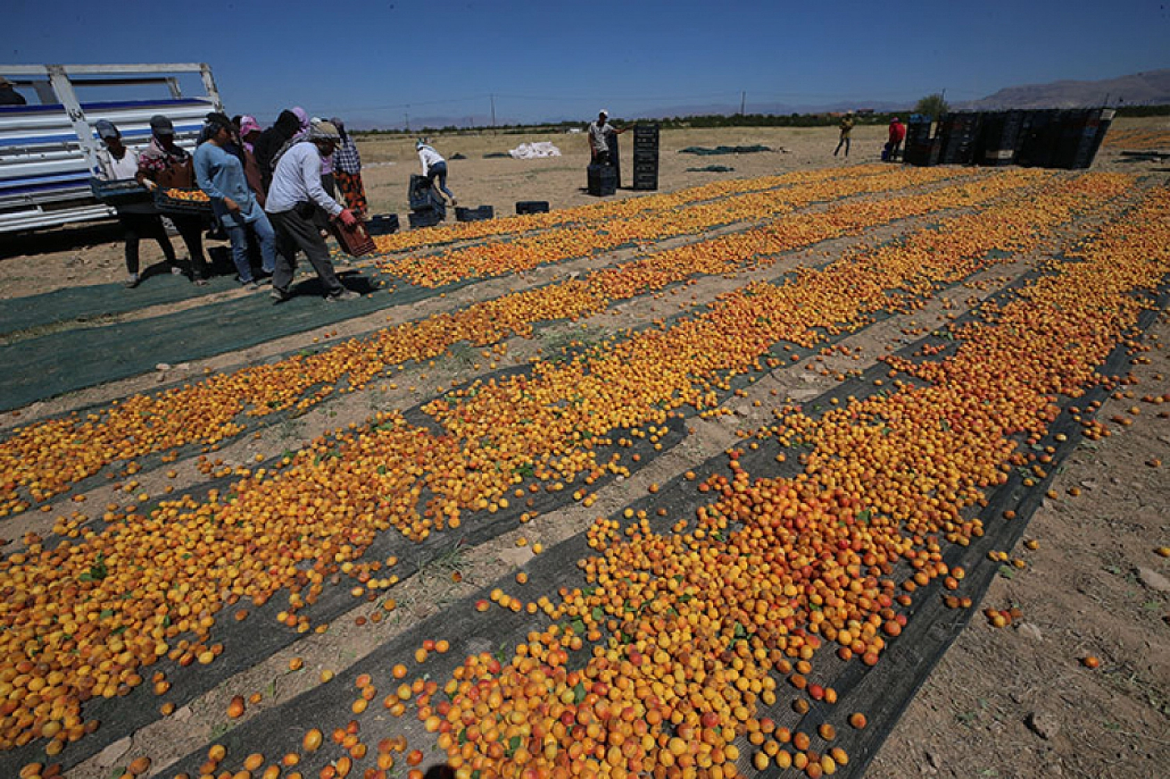 Malatya'da kayısıda işçi yevmiyesi belirlendi! 2024 kayısı yevmiyesi ne kadar?