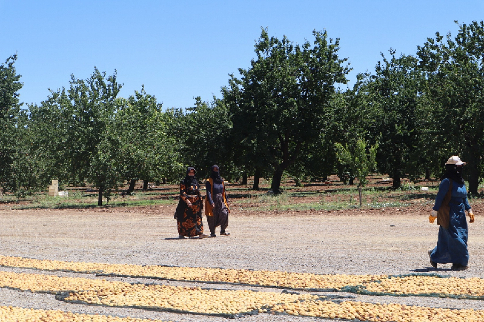 Malatya Kayısısında Fiyat Krizi: TMO Piyasaya Girmeli...!