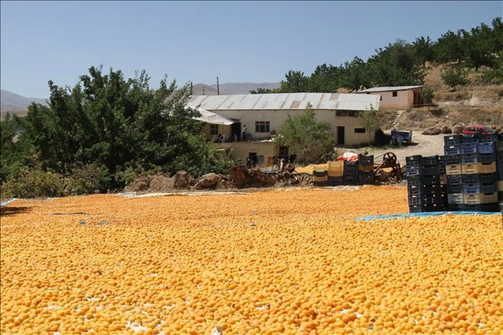 Malatya'da Kayısı Hasadı Başladı! Ancak Üreticiler Tedirgin!