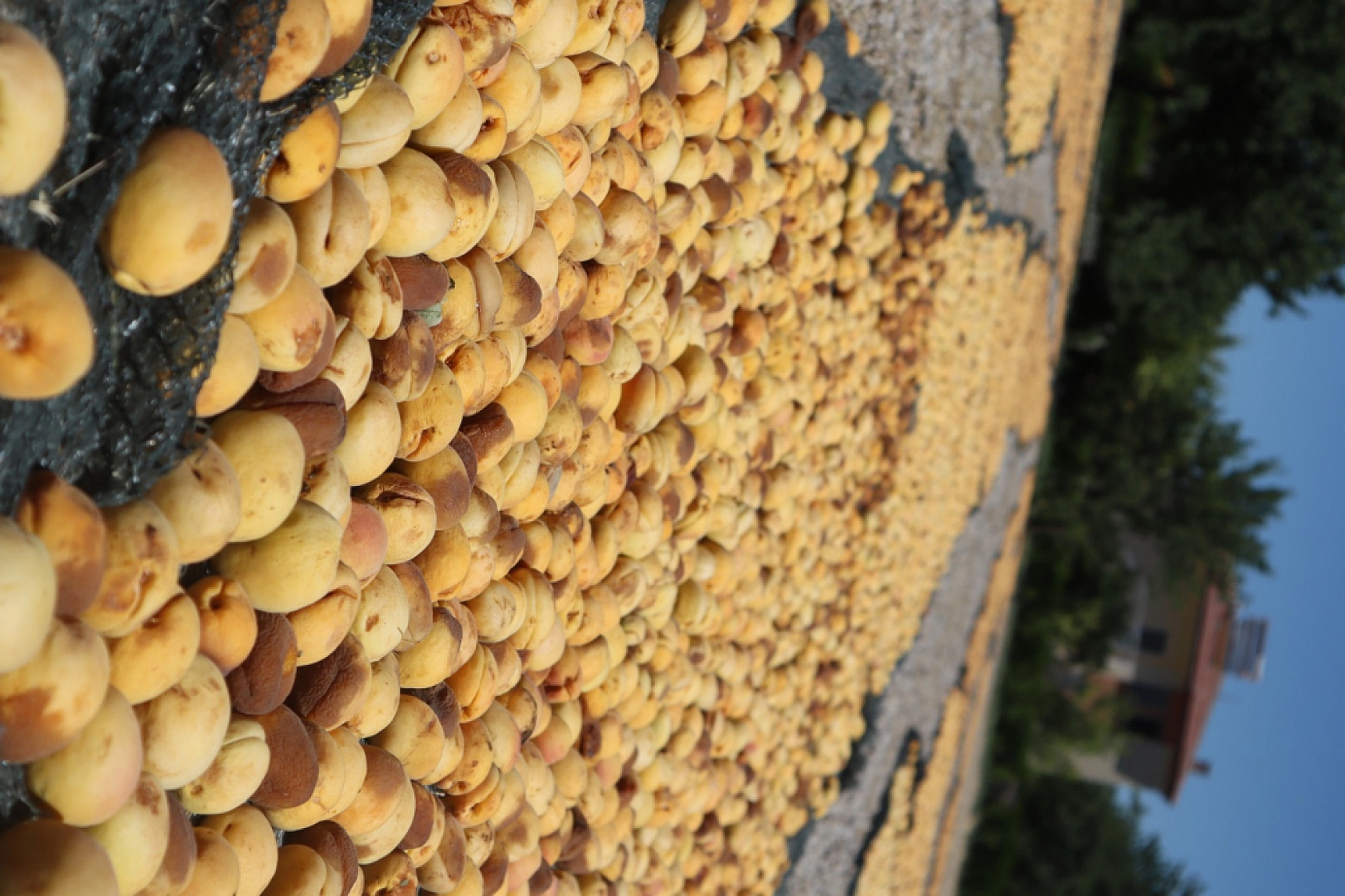 Malatya Kayısısında Fiyat Krizi: TMO Piyasaya Girmeli...!