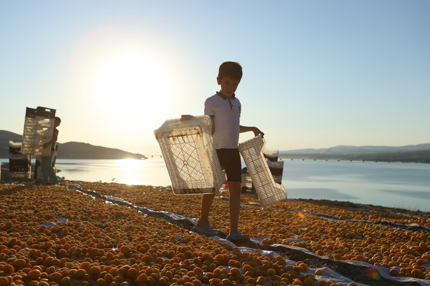 Malatya kayısısının arkasındaki ağır ekmek mücadelesi: Sirkelemeden patiğe….