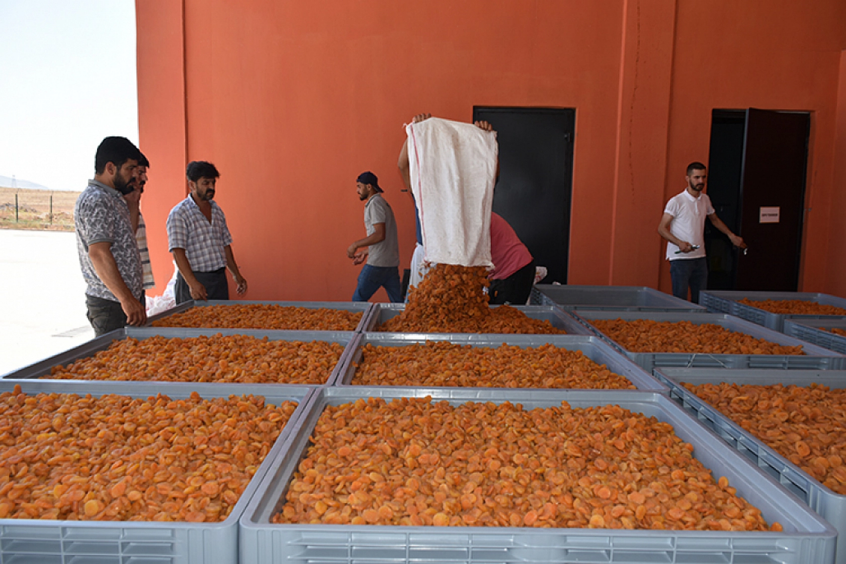 Ağbaba'dan Kayısı Alımı Açıklaması! Fiyatlar Beklentinin Altında!