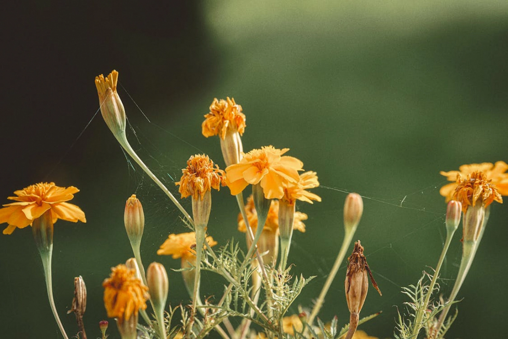 Malatya'da bahar geçişi: Hava sıcaklığı 25 dereceye yükseldi…