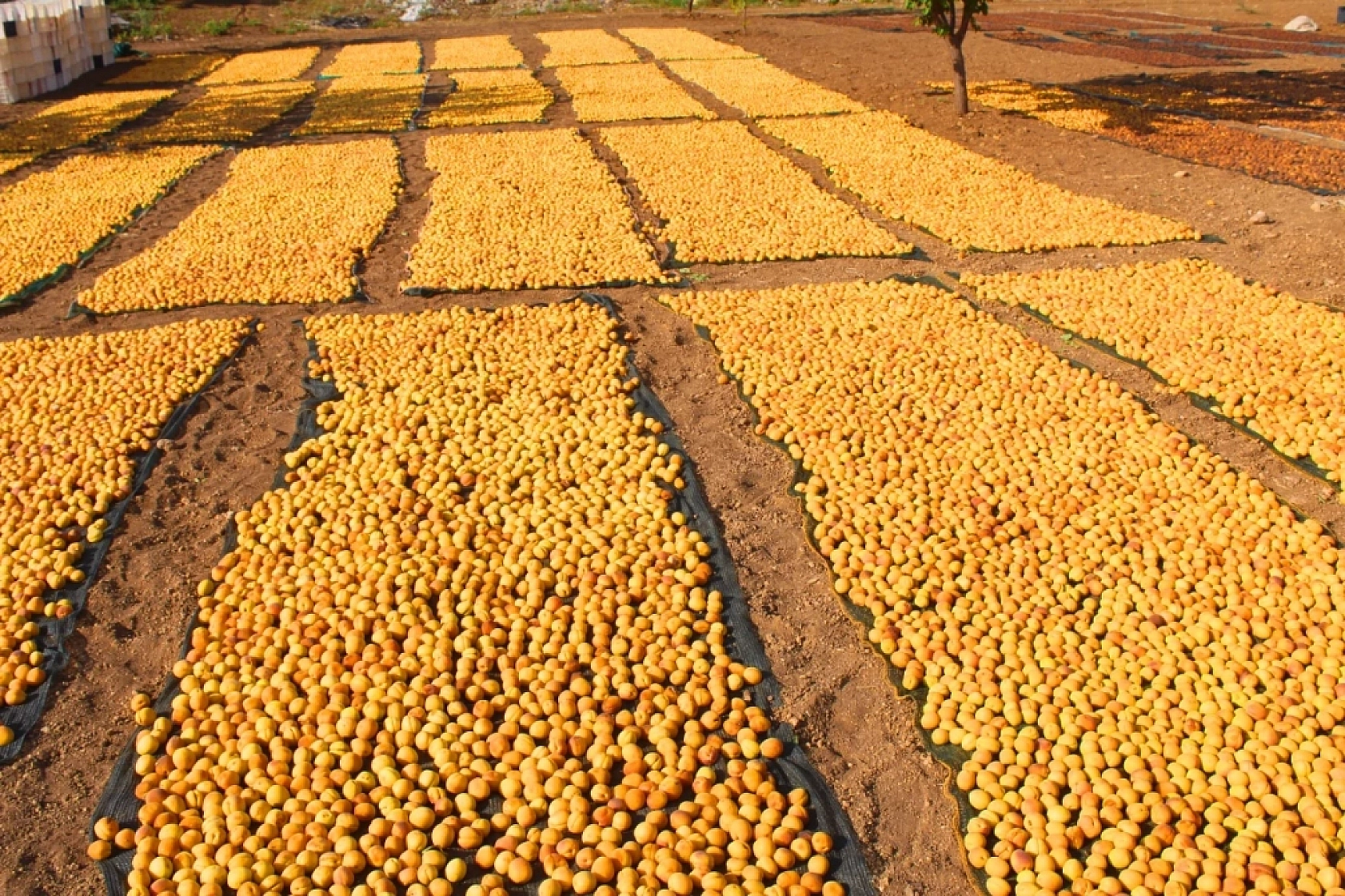 Malatya'da Kayısı Hasadı Başladı! Ancak Üreticiler Tedirgin!
