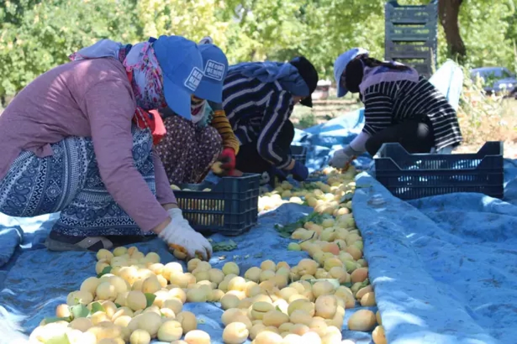 Malatyalılar dikkat! Kayısılarınız ziyan olmasın!