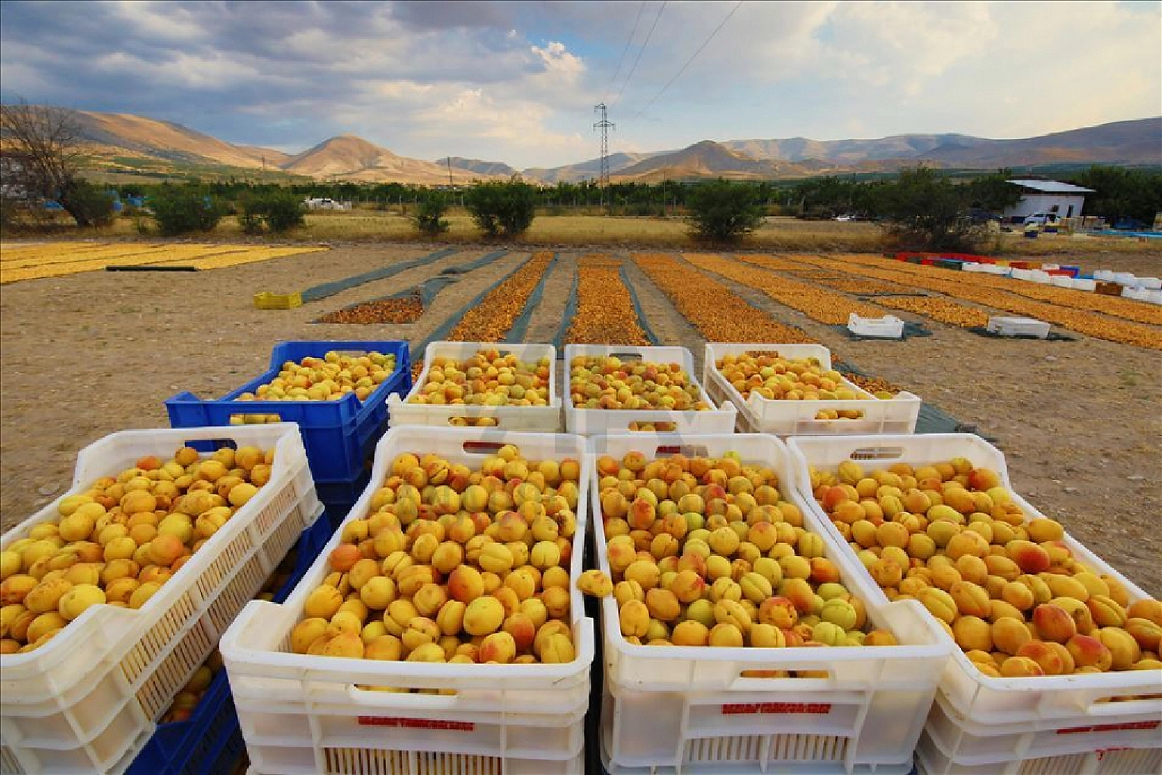Malatya'da Kayısı Hasadı Başladı! Ancak Üreticiler Tedirgin!