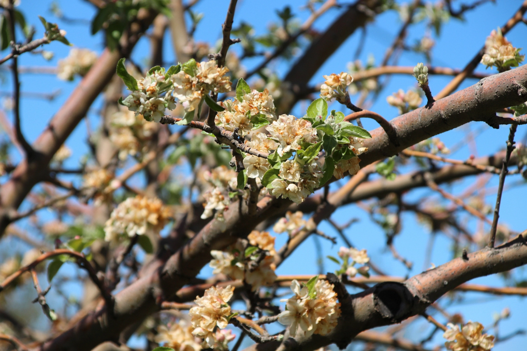 Malatya kayısı felaketinde vahim iddia | Rant çeteleri iş başında: 'Yalancı, Sahtekarlar'|