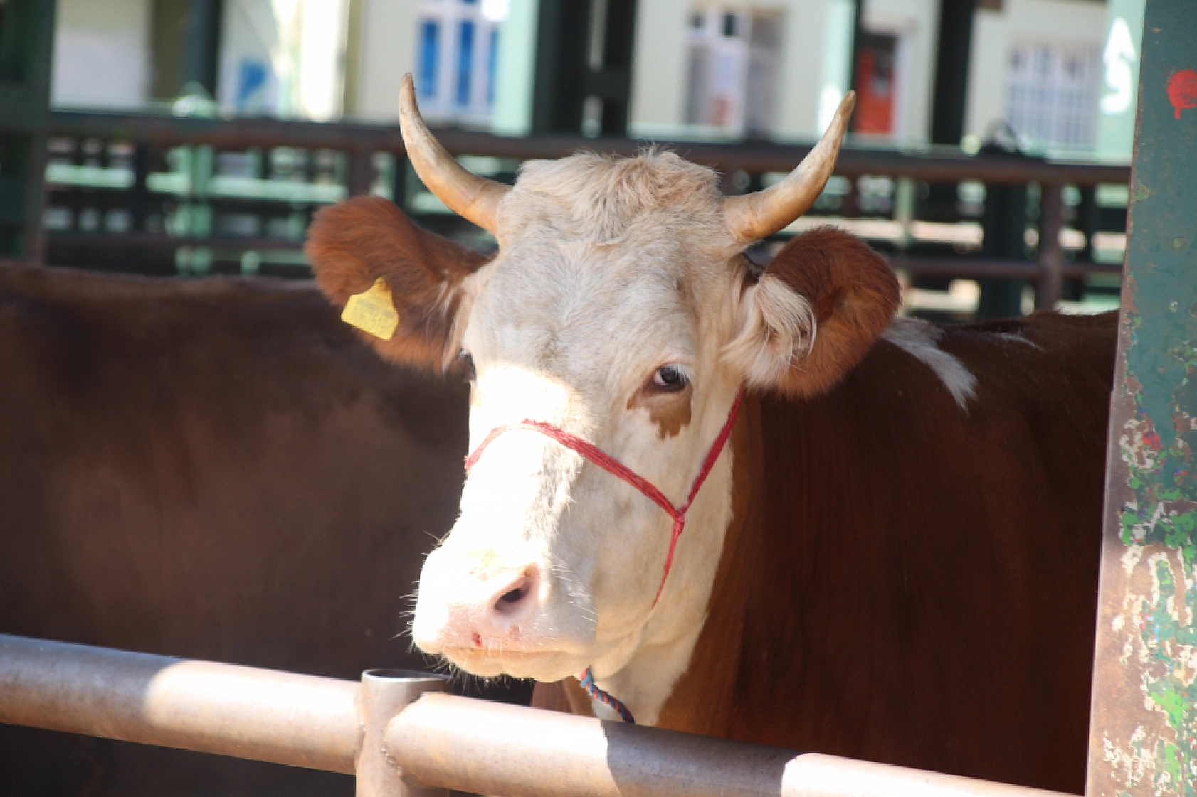 Bayramda Kesilecek Kurbanlık Sayıları Belli Oldu