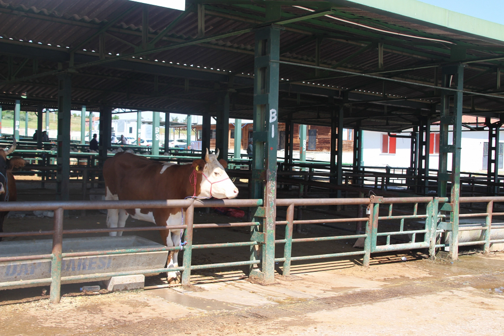 Beklenen hareketlilik yaşanmadı: Malatya'da hayvan pazarı boş kaldı