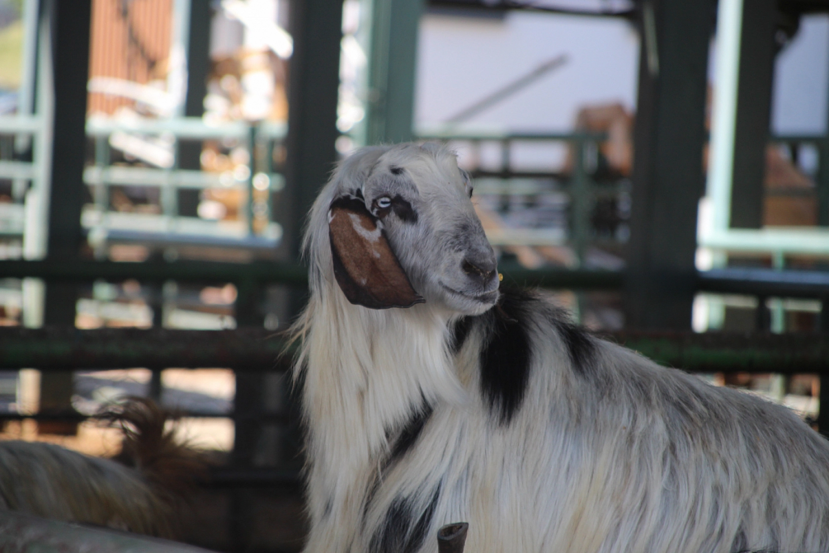 Bayramda Kesilecek Kurbanlık Sayıları Belli Oldu