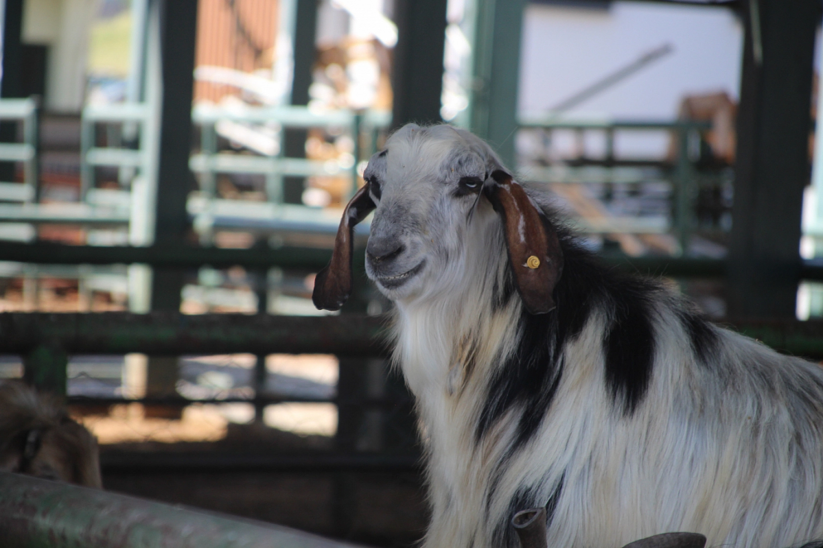 Bayramda Kesilecek Kurbanlık Sayıları Belli Oldu