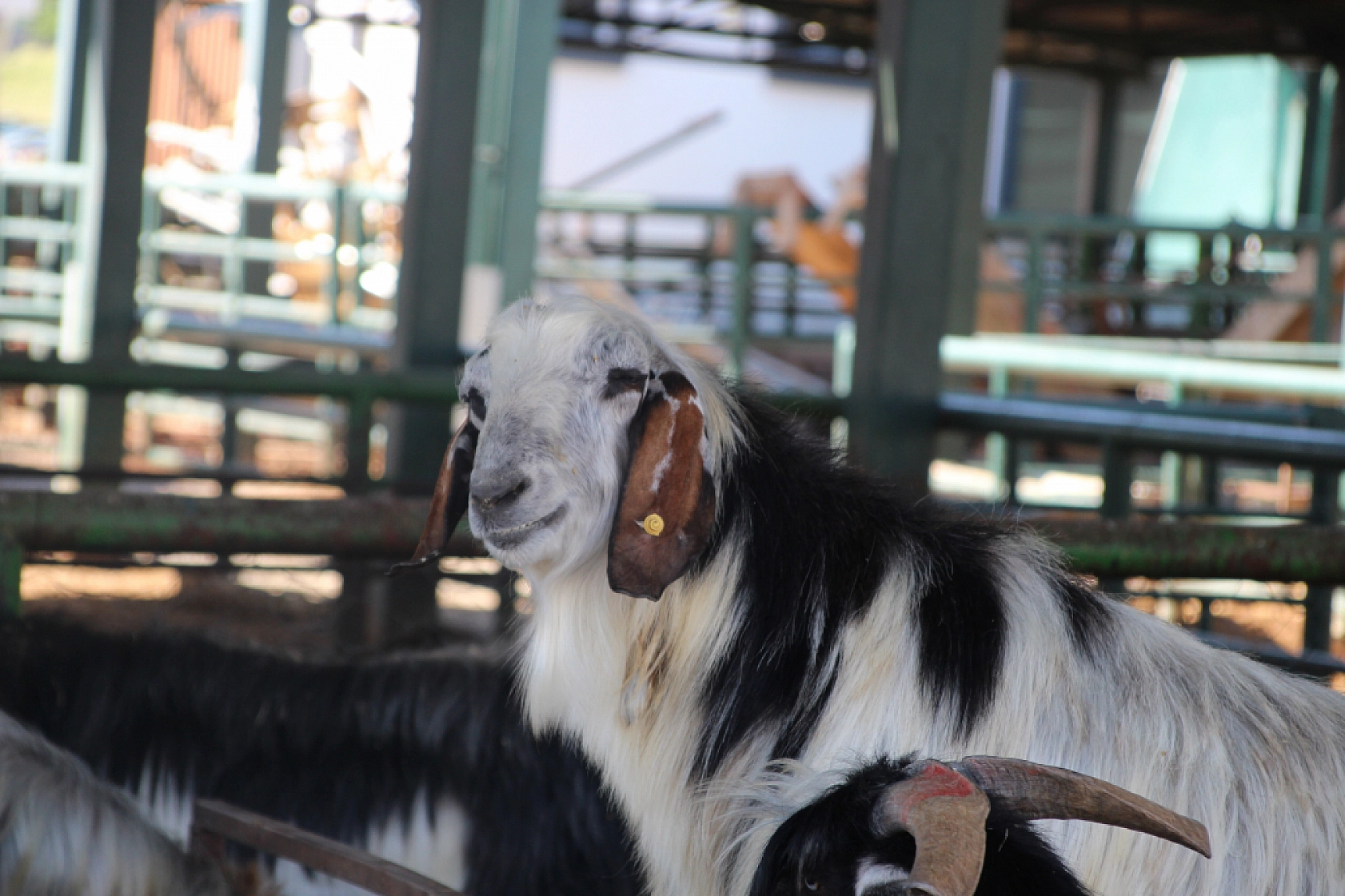 Sahte para ve çeklere dikkat! Yetiştiriciler bayram öncesi uyarıldı...!