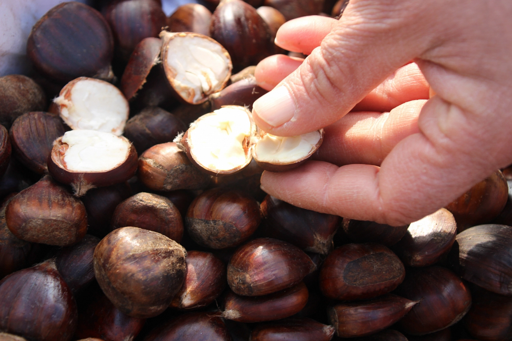 Kış Ayının Altını Kestane Oldu: Fiyatlar Vatandaşın Cebini Yaktı...