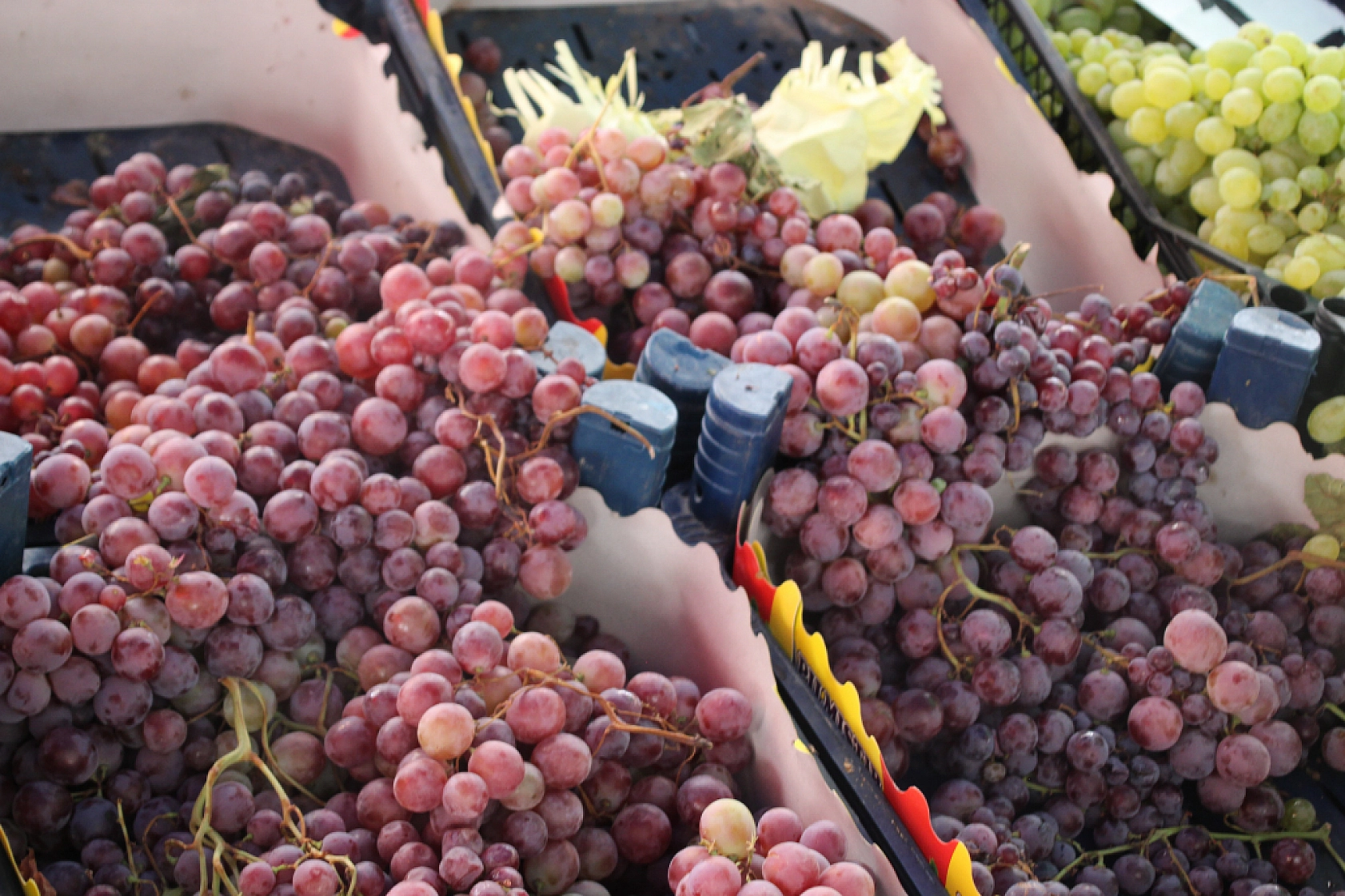 Malatya'da Sebzede Yüzler Güldü, Meyvede Cepler Yandı! Peki, Hangi Meyve ve Sebze Ne Kadar Oldu?