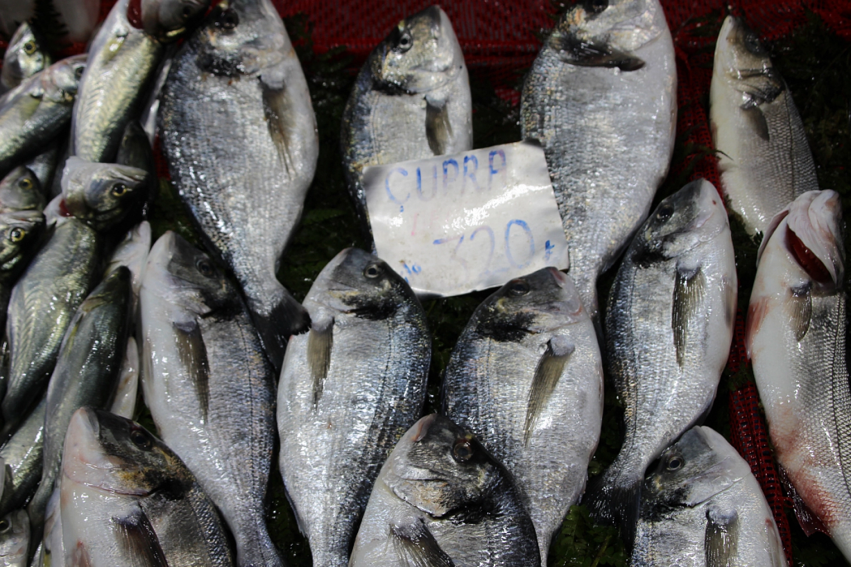 Balık Pazarlarında Fiyat Artışı! En Ucuz Balık Hangisi? İşte Detaylar...