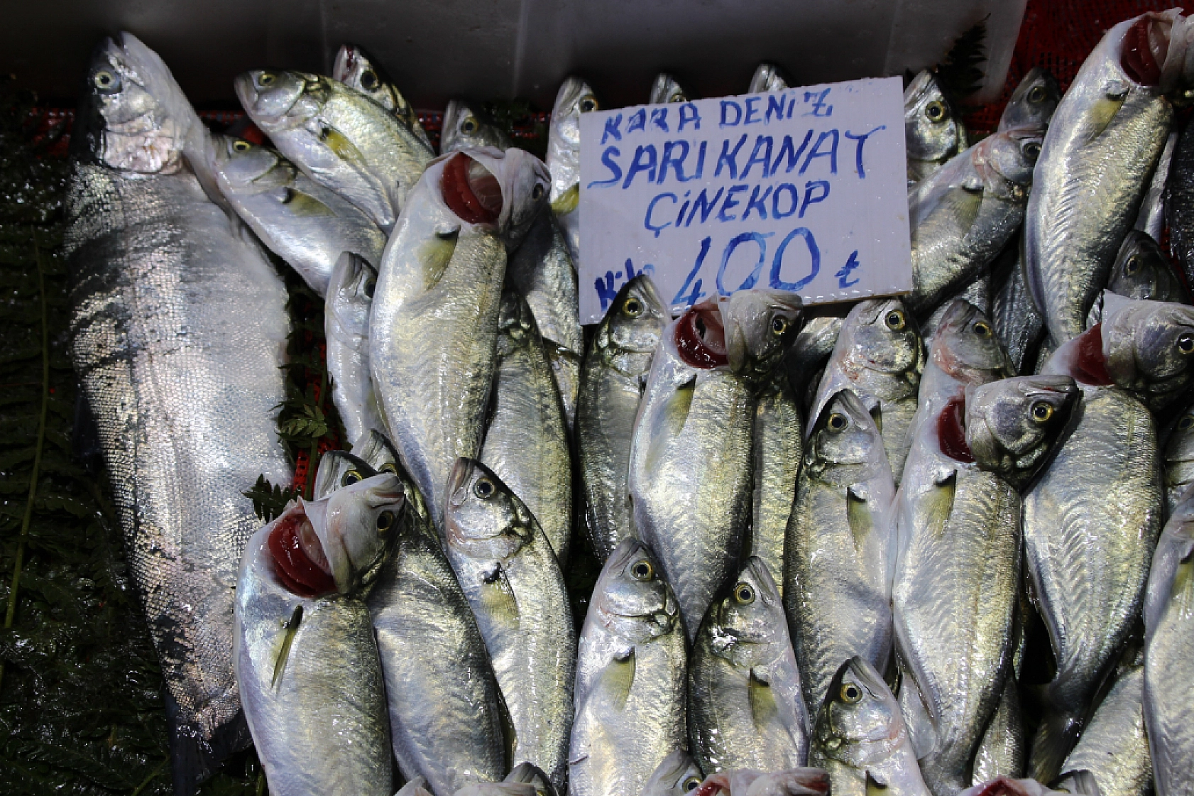 Balık Pazarlarında Fiyat Artışı! En Ucuz Balık Hangisi? İşte Detaylar...