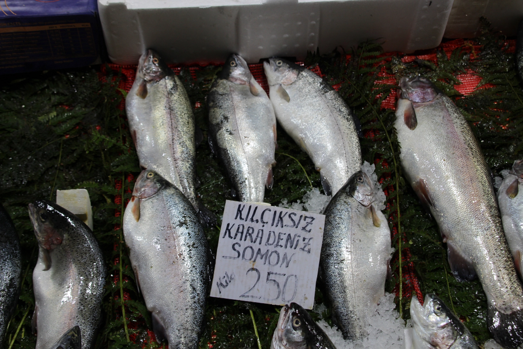 Balık Pazarlarında Fiyat Artışı! En Ucuz Balık Hangisi? İşte Detaylar...