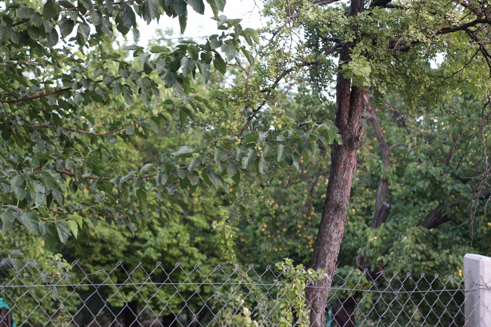 Rekolte Sevinci İşçi Kriziyle Gölgeleniyor! 'Sarı Altın Bol, İşçi Az'