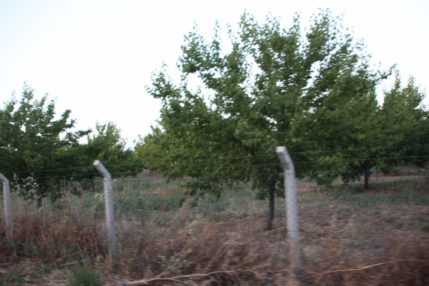 Rekolte Sevinci İşçi Kriziyle Gölgeleniyor! 'Sarı Altın Bol, İşçi Az'
