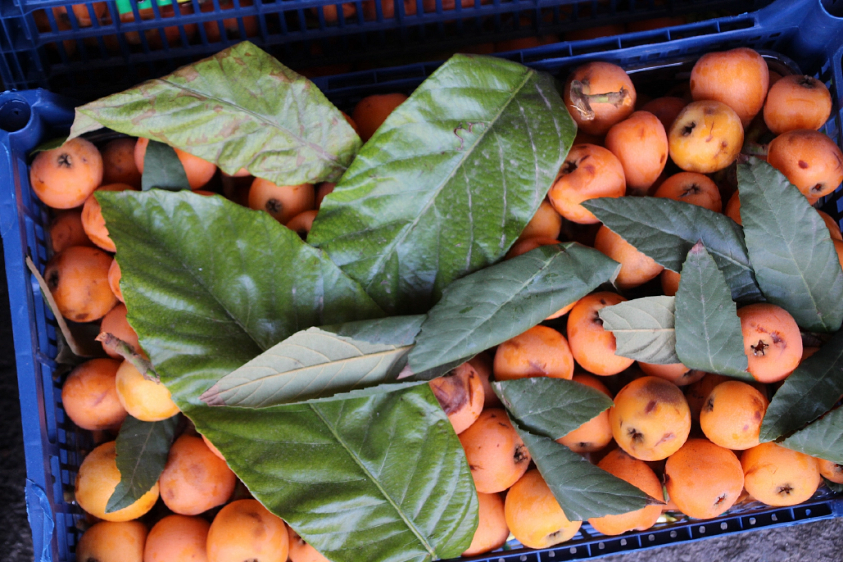 Malatya Yaş Sebze ve Meyve Hali'nde fiyatlar düştü mü?