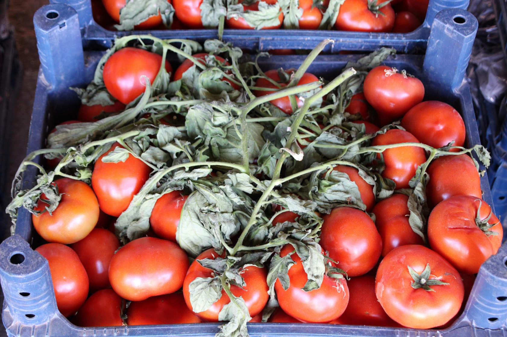 Malatya Yaş Sebze ve Meyve Hali'nde fiyatlar düştü mü?