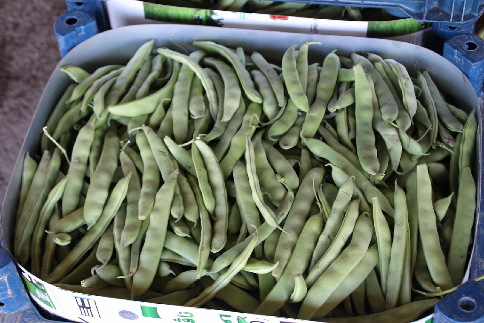 Malatya Yaş Sebze ve Meyve Hali'nde fiyatlar düştü mü?