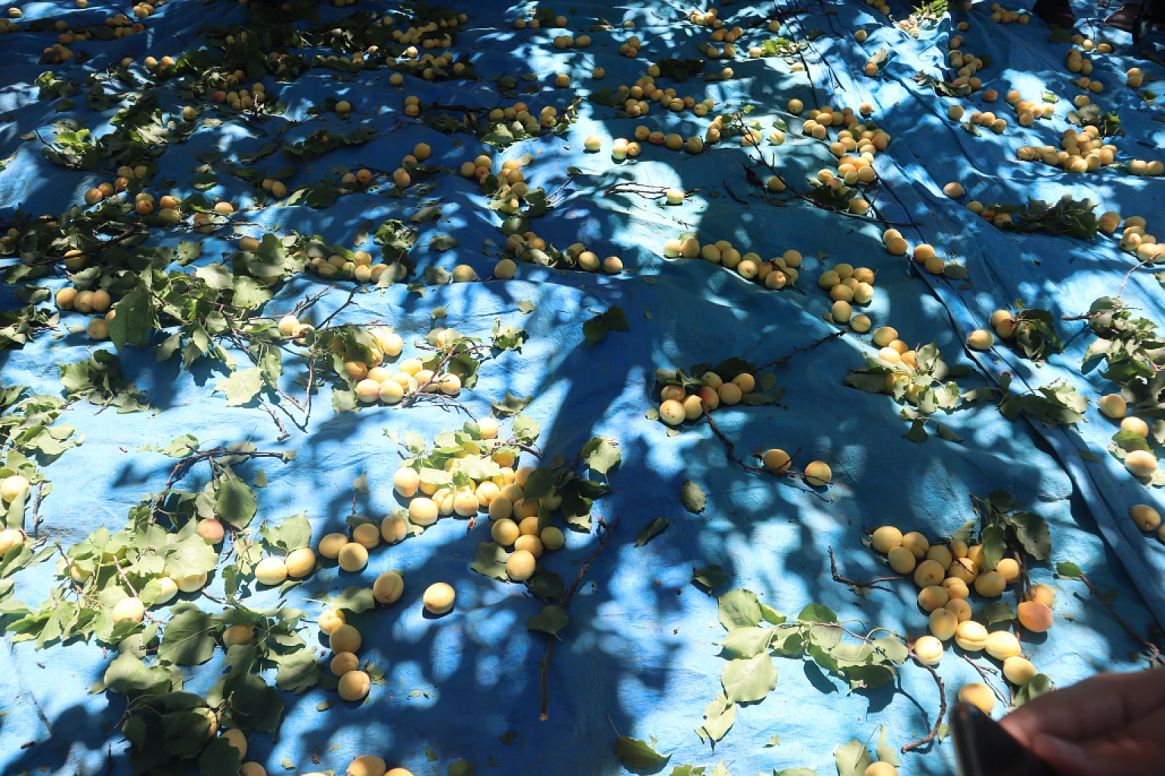 Malatya'da rekolte fazla tüccarlar yan gelip yatmasın!