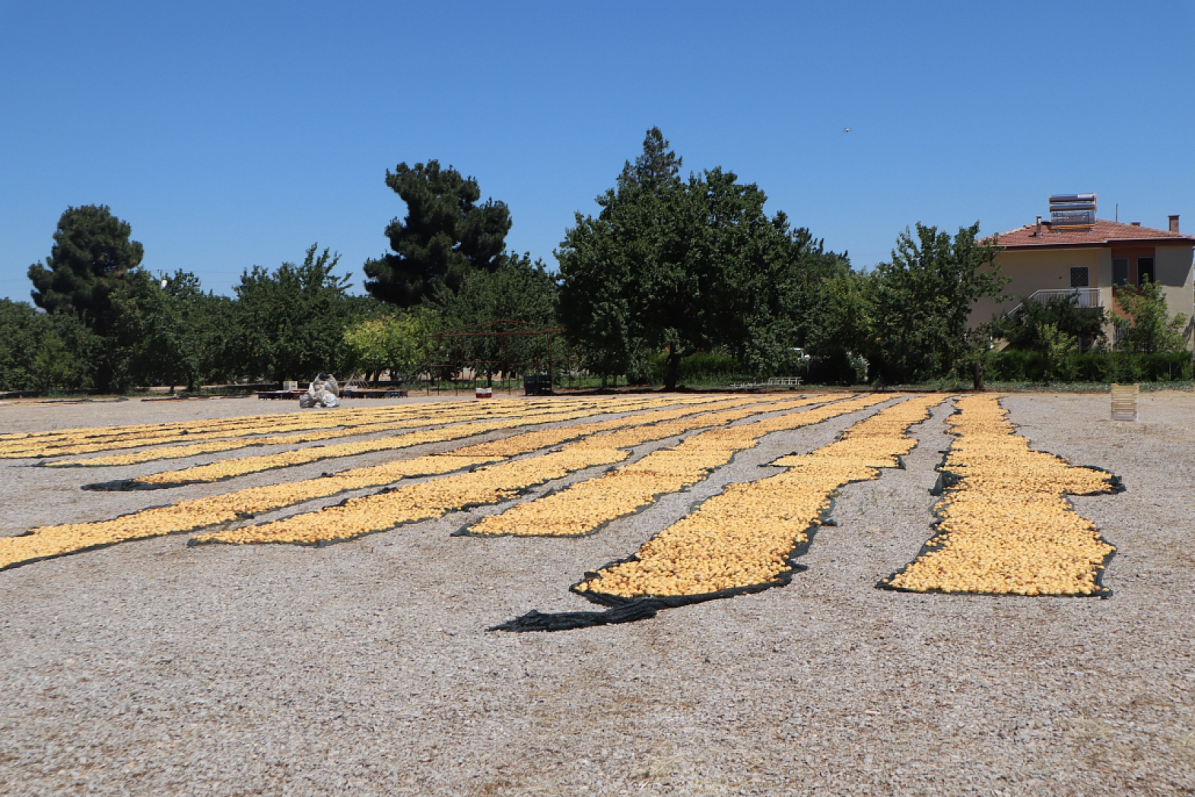 Malatya'da rekolte fazla tüccarlar yan gelip yatmasın!