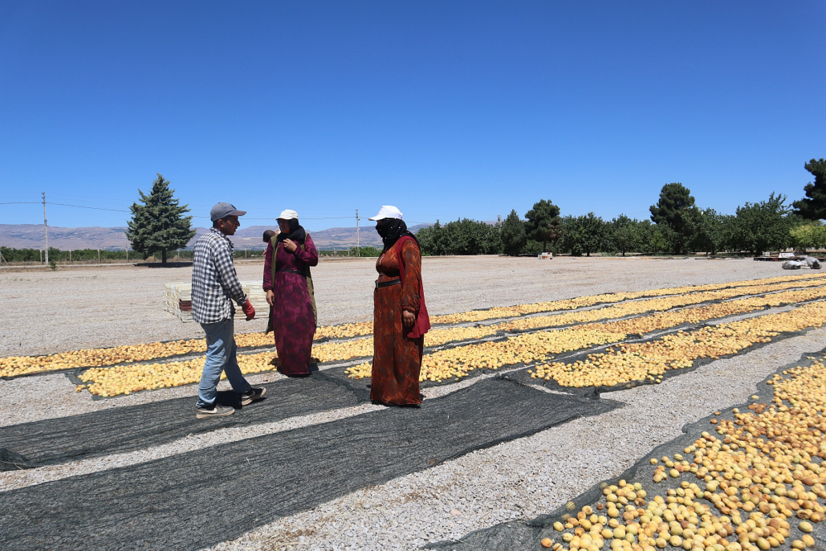 Malatya'da rekolte fazla tüccarlar yan gelip yatmasın!