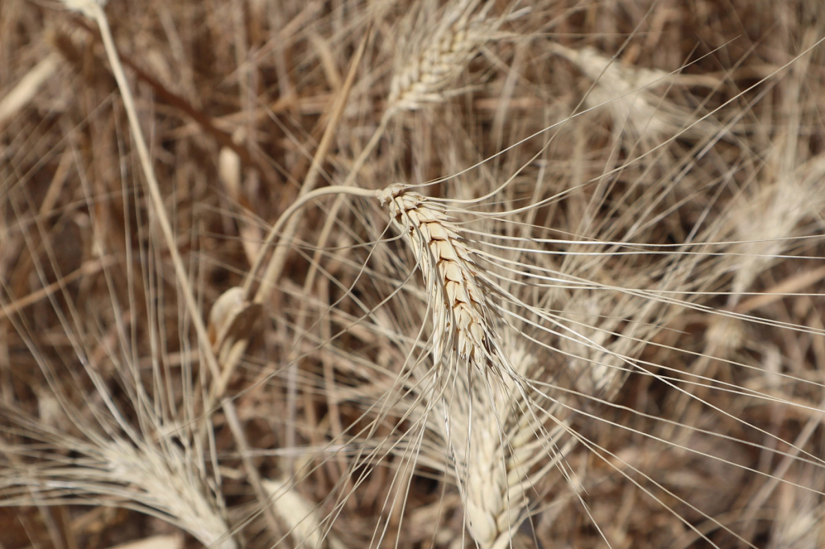 Öğrenciler ekti, tonlarca rekolte bekleniliyor!