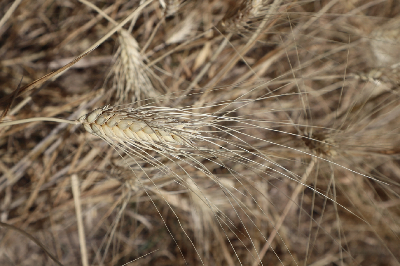 Öğrenciler ekti, tonlarca rekolte bekleniliyor!