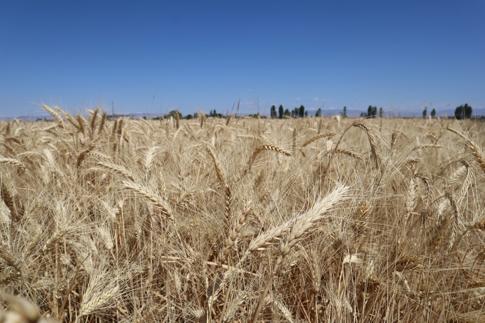 Öğrenciler ekti, tonlarca rekolte bekleniliyor!
