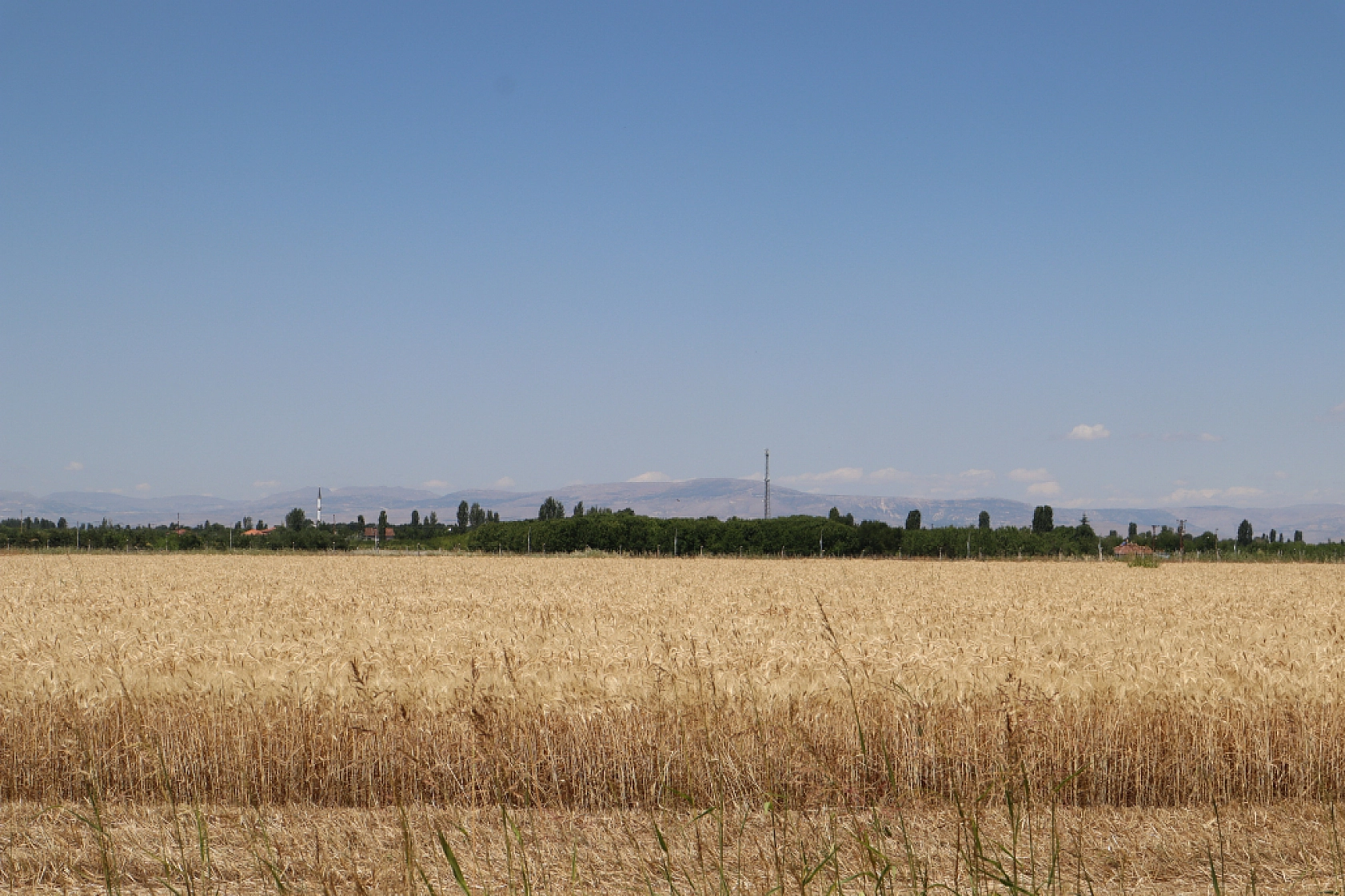 Öğrenciler ekti, tonlarca rekolte bekleniliyor!
