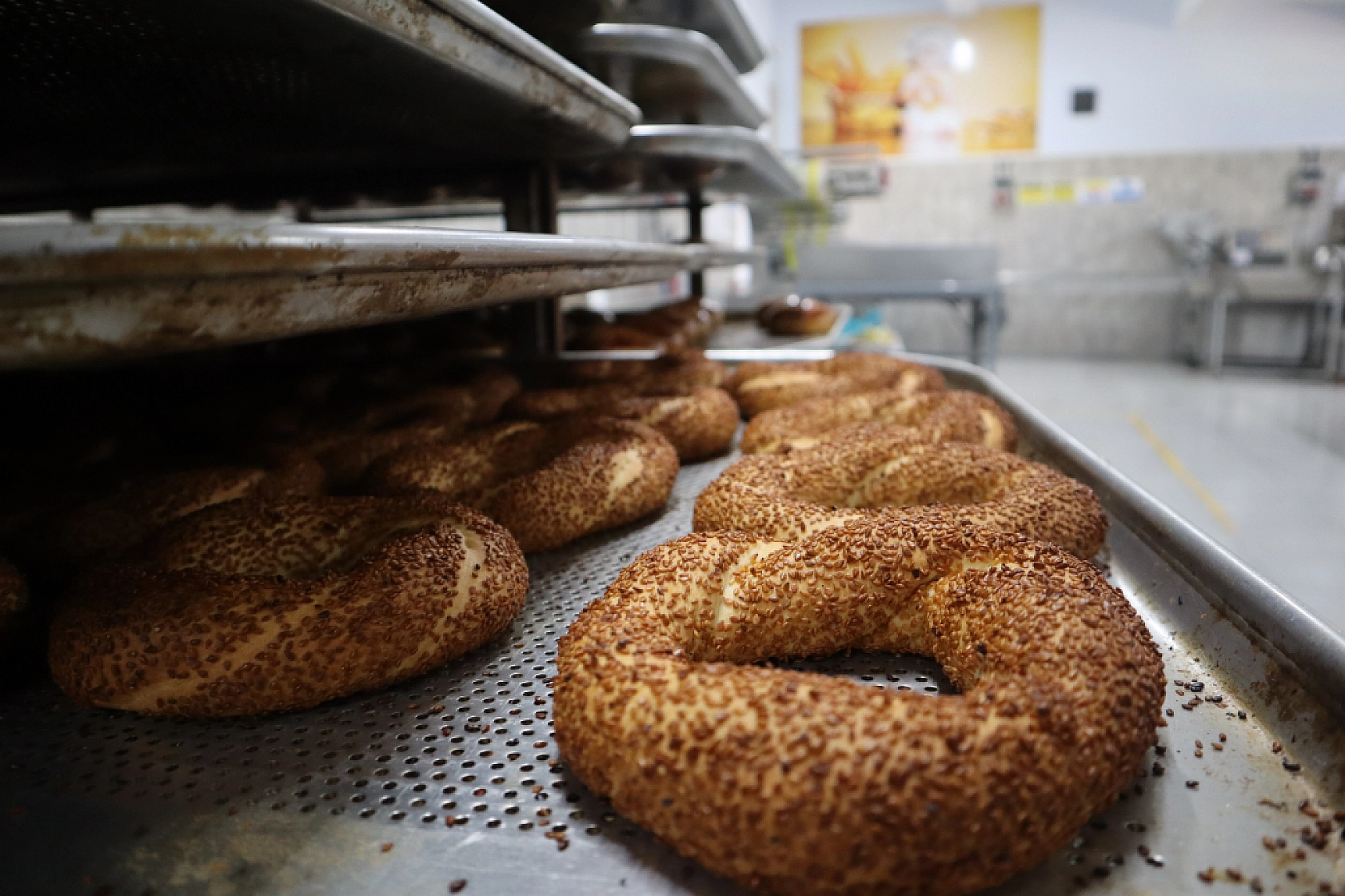 Öğrenciler ekti, tonlarca rekolte bekleniliyor!