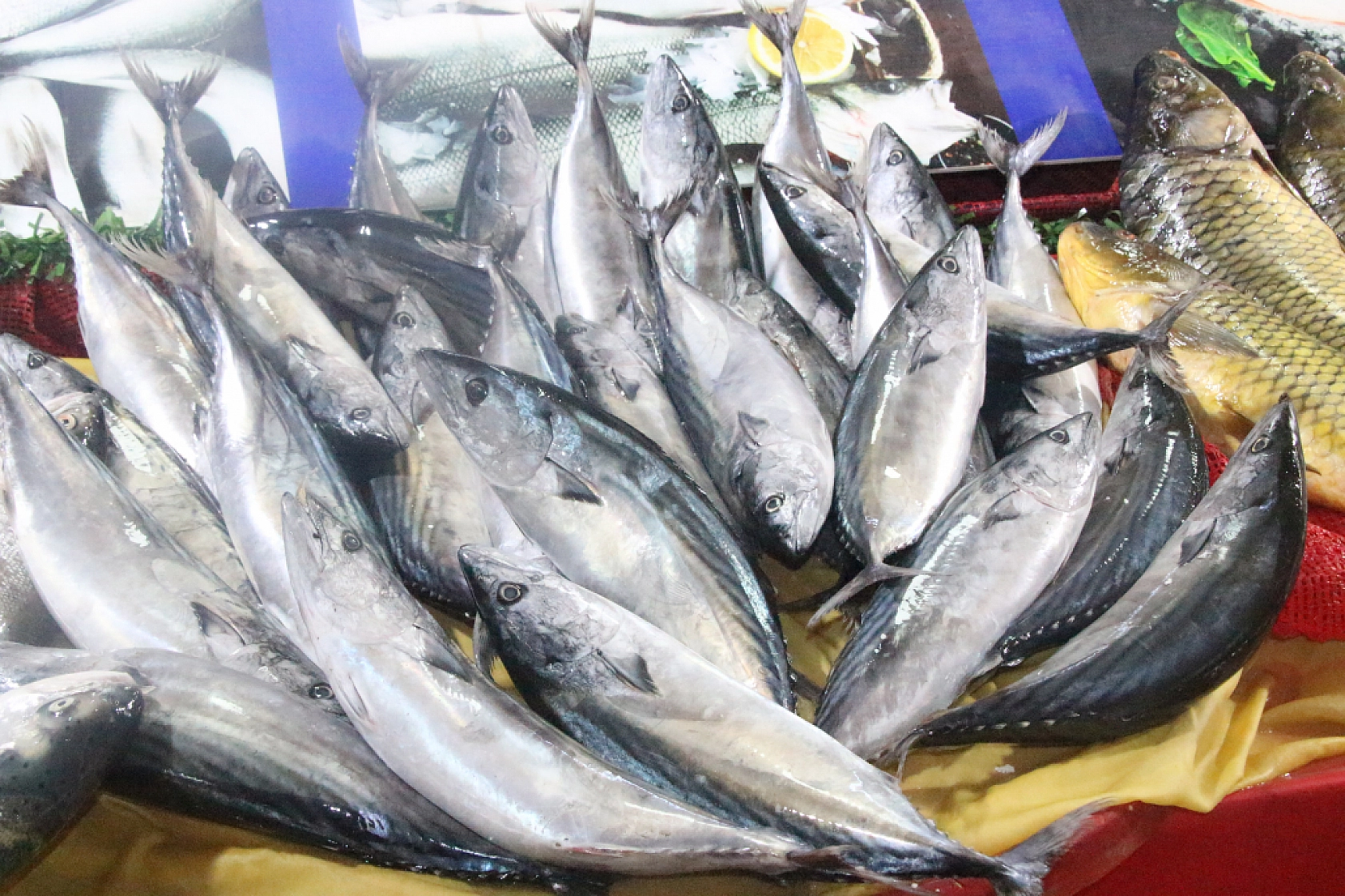 Malatya'da Balık Fiyatları Şaşırttı: İşte Güncel Liste