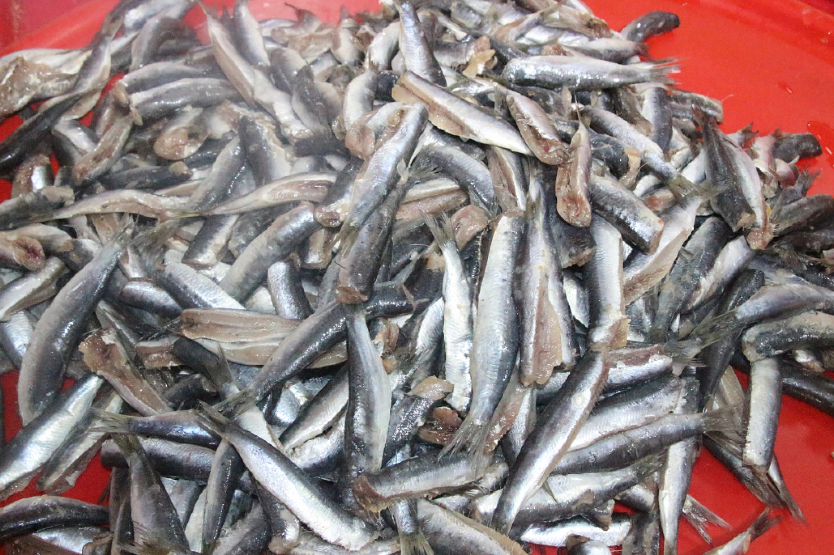 Malatya'da Balık Fiyatları Şaşırttı: İşte Güncel Liste