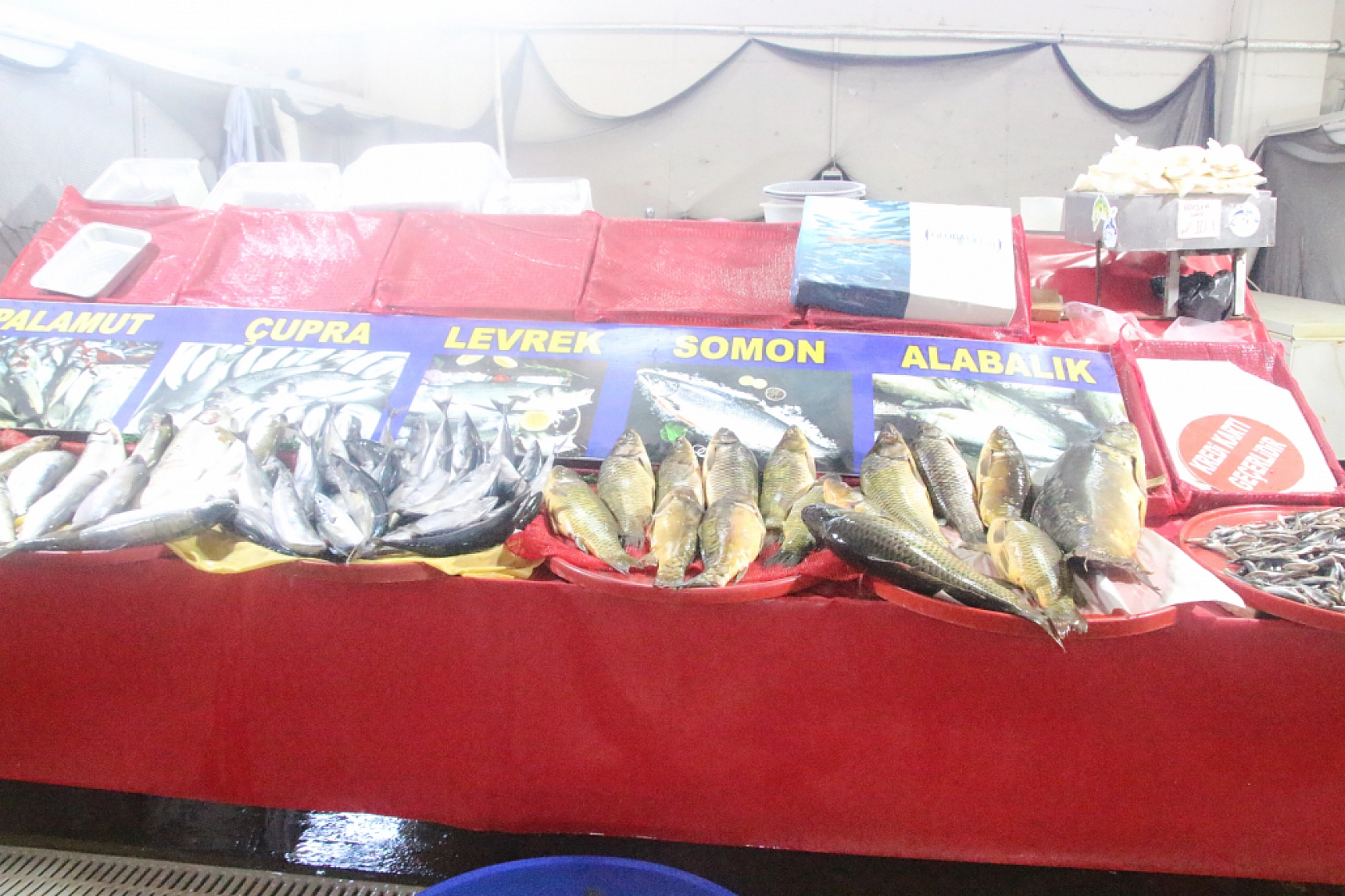 Malatya'da Balık Fiyatları Şaşırttı: İşte Güncel Liste