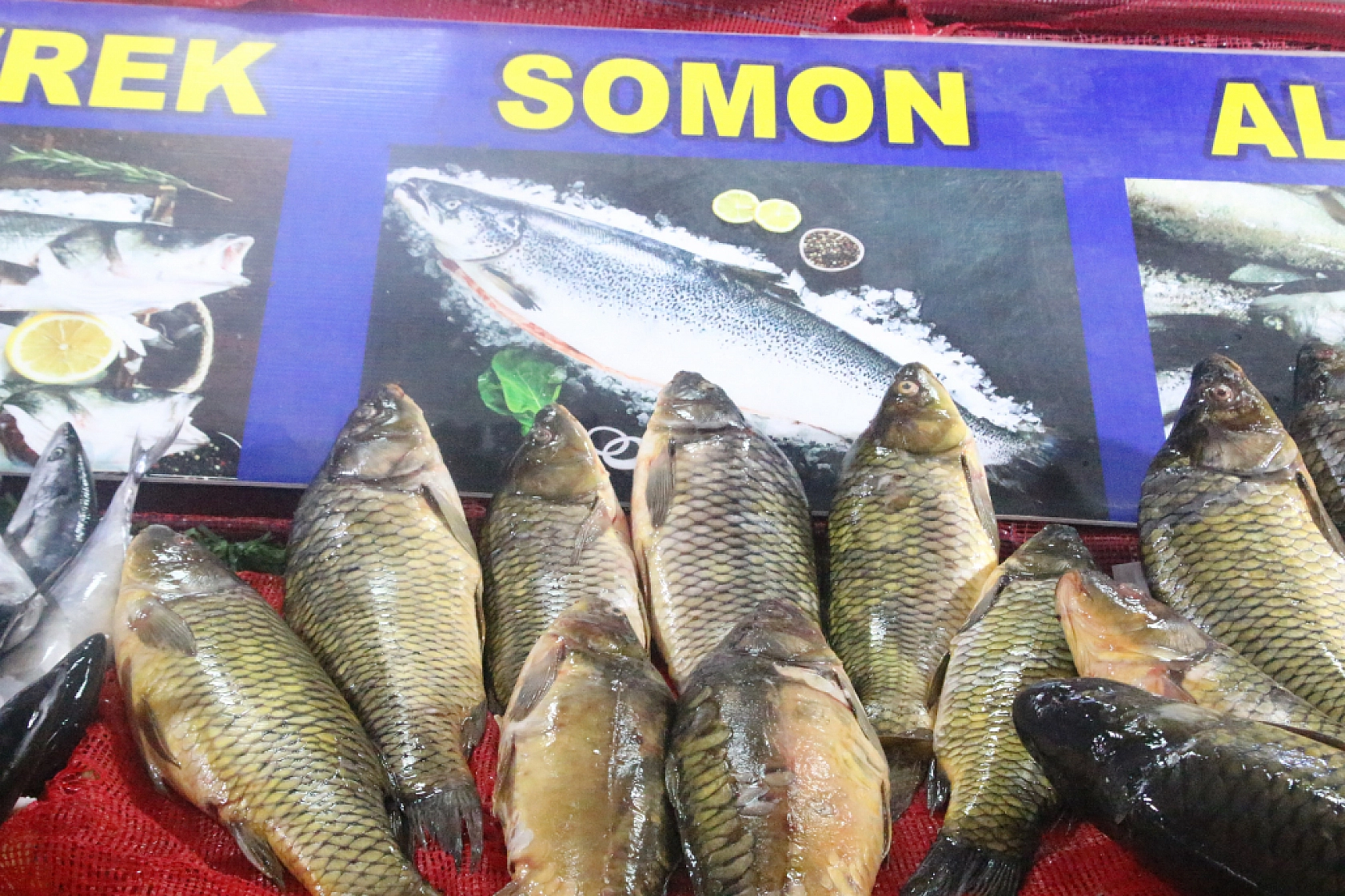 Malatya'da Balık Fiyatları Şaşırttı: İşte Güncel Liste