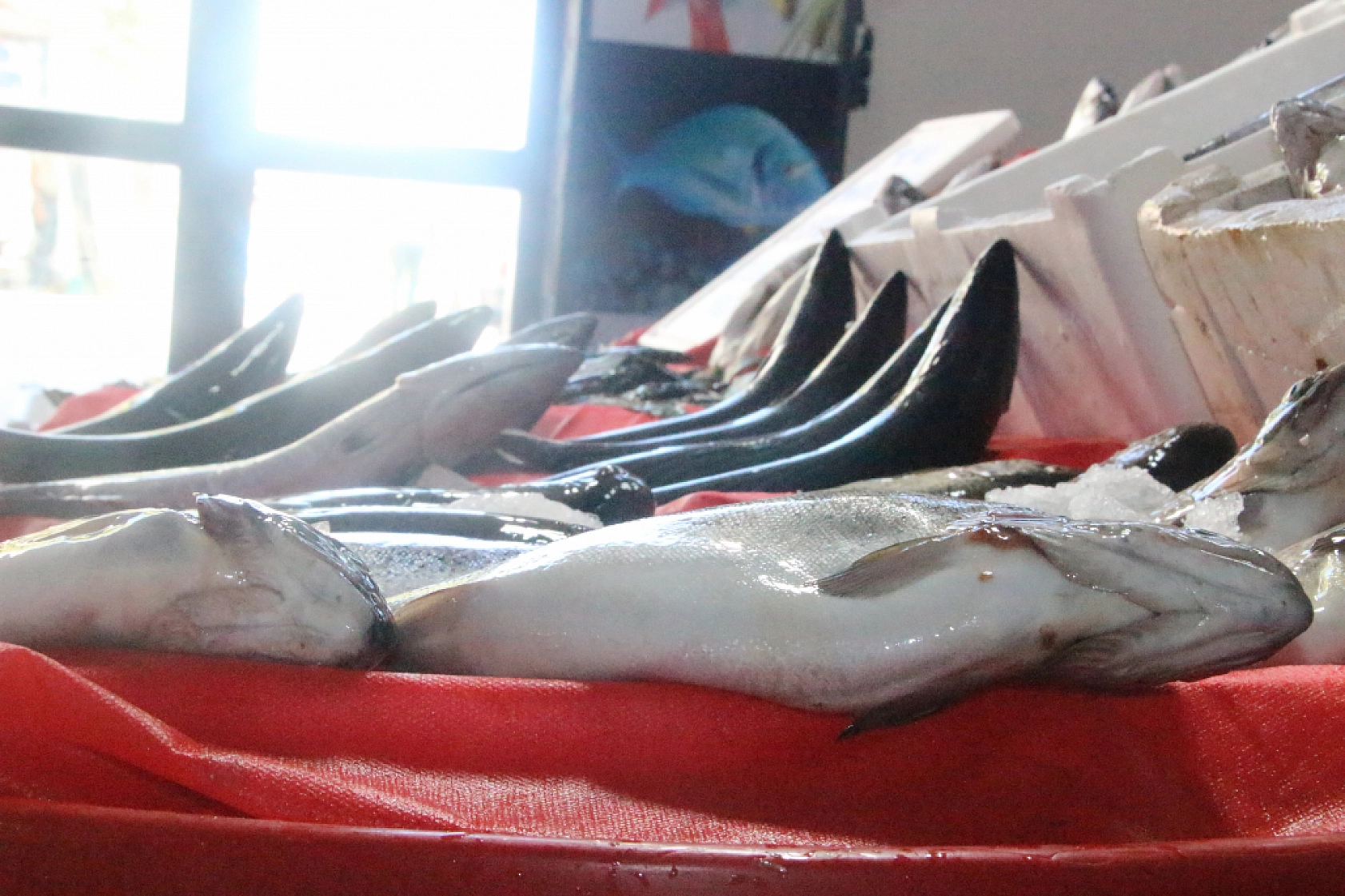 Malatya'da Balık Fiyatları Şaşırttı: İşte Güncel Liste