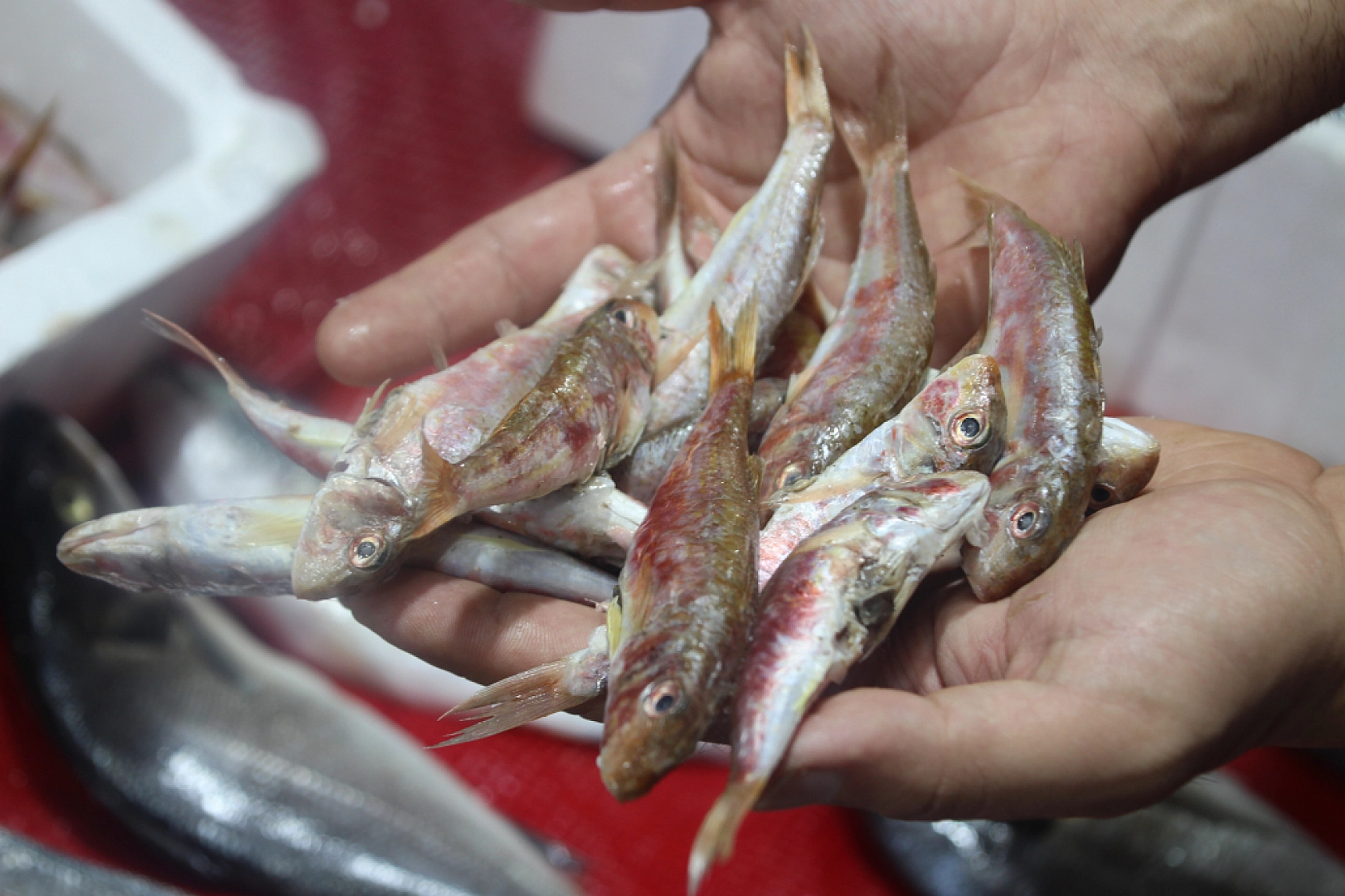 Malatya'da Balık Fiyatları Şaşırttı: İşte Güncel Liste