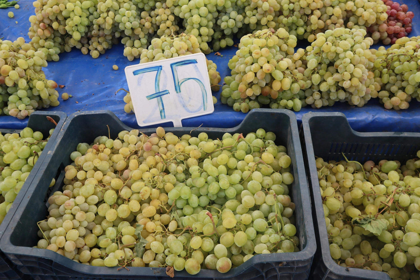 Pazarda şok fiyatlar! Meyveye el değmiyor! Domates 15 liraya kadar düştü…