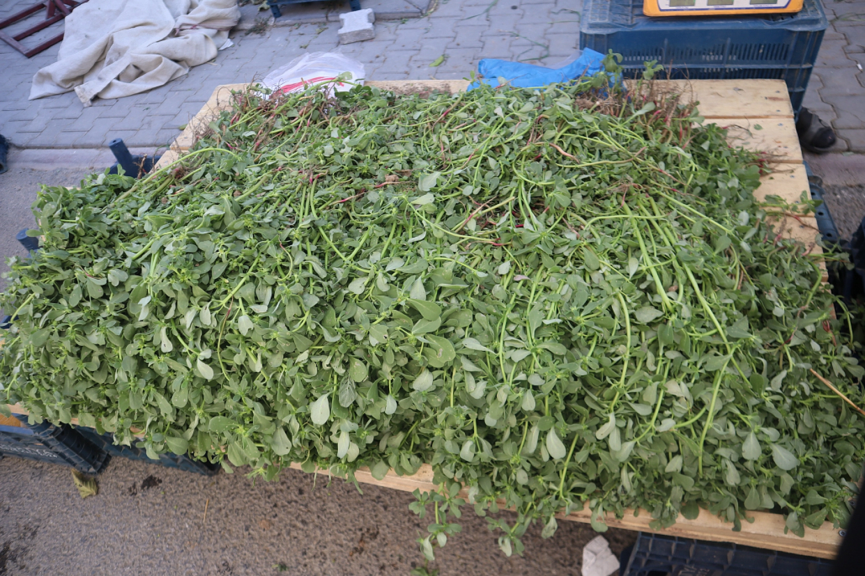 Malatya'da kurutmalık ve salçalık domates ile biber tezgahlarda yerini aldı! Peki fiyatları ne kadar?