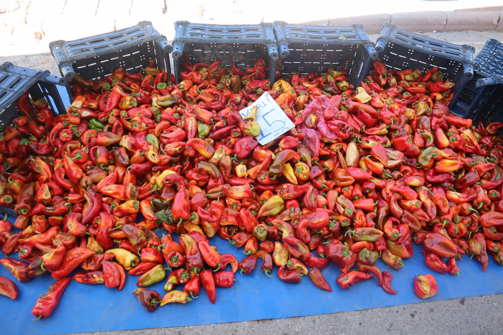 Malatya'da kurutmalık ve salçalık domates ile biber tezgahlarda yerini aldı! Peki fiyatları ne kadar?