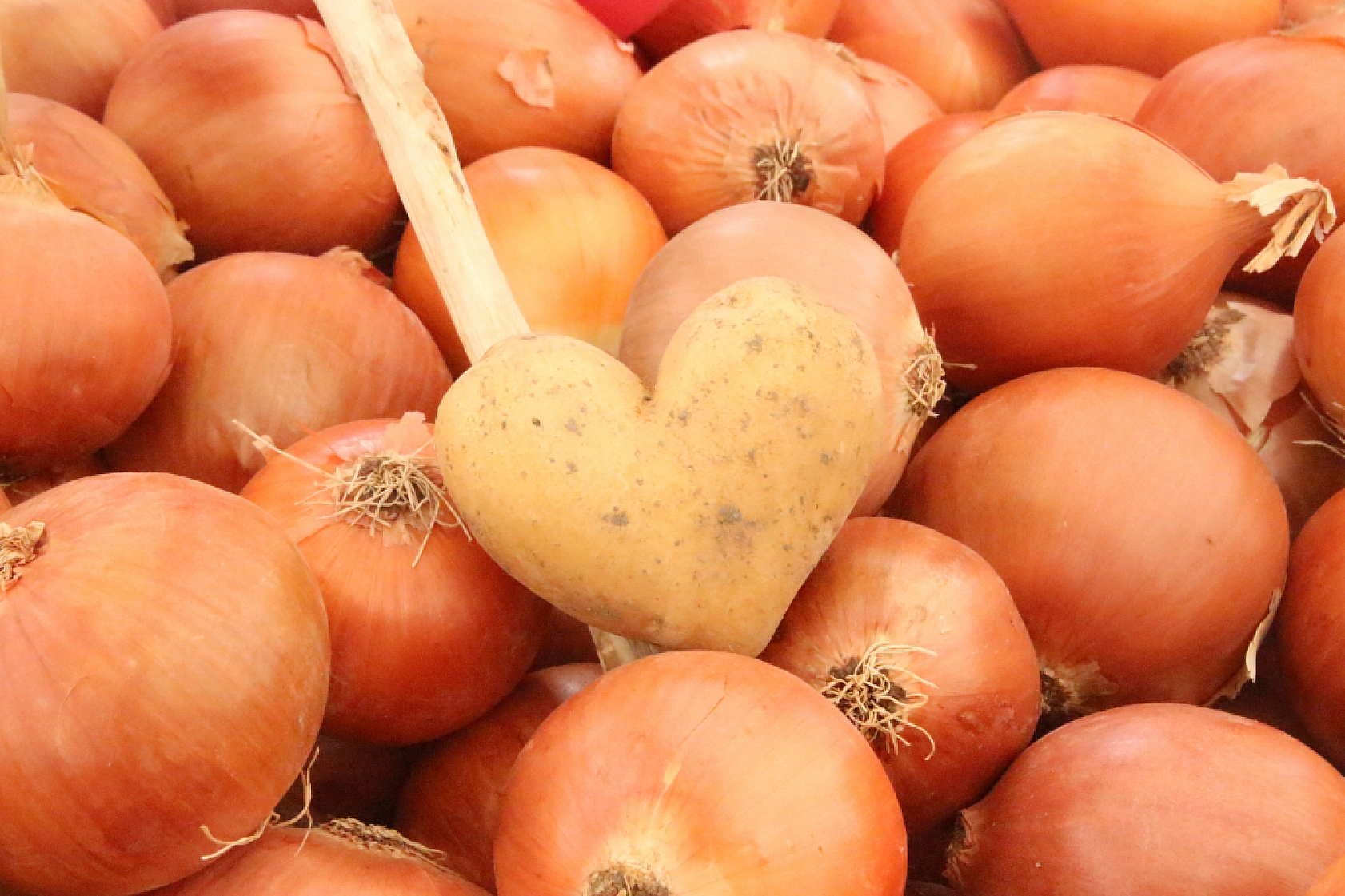 Marketlere Rağmen Malatyalılar Pazarı Tercih Ediyor! İşte Pazar Pazarın Güncel Fiyatları…