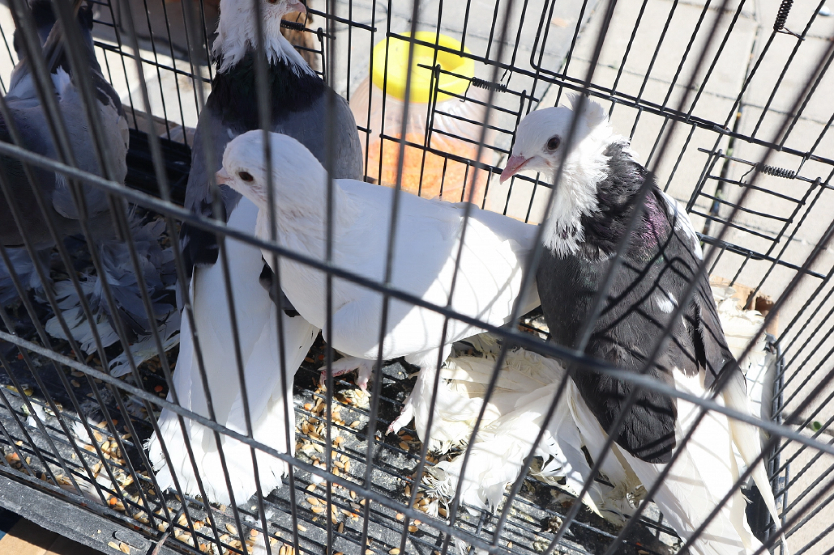 Malatya'da Bu Hafta Pazar Pazarında Neler Var...! Sizler İçin Derledik..