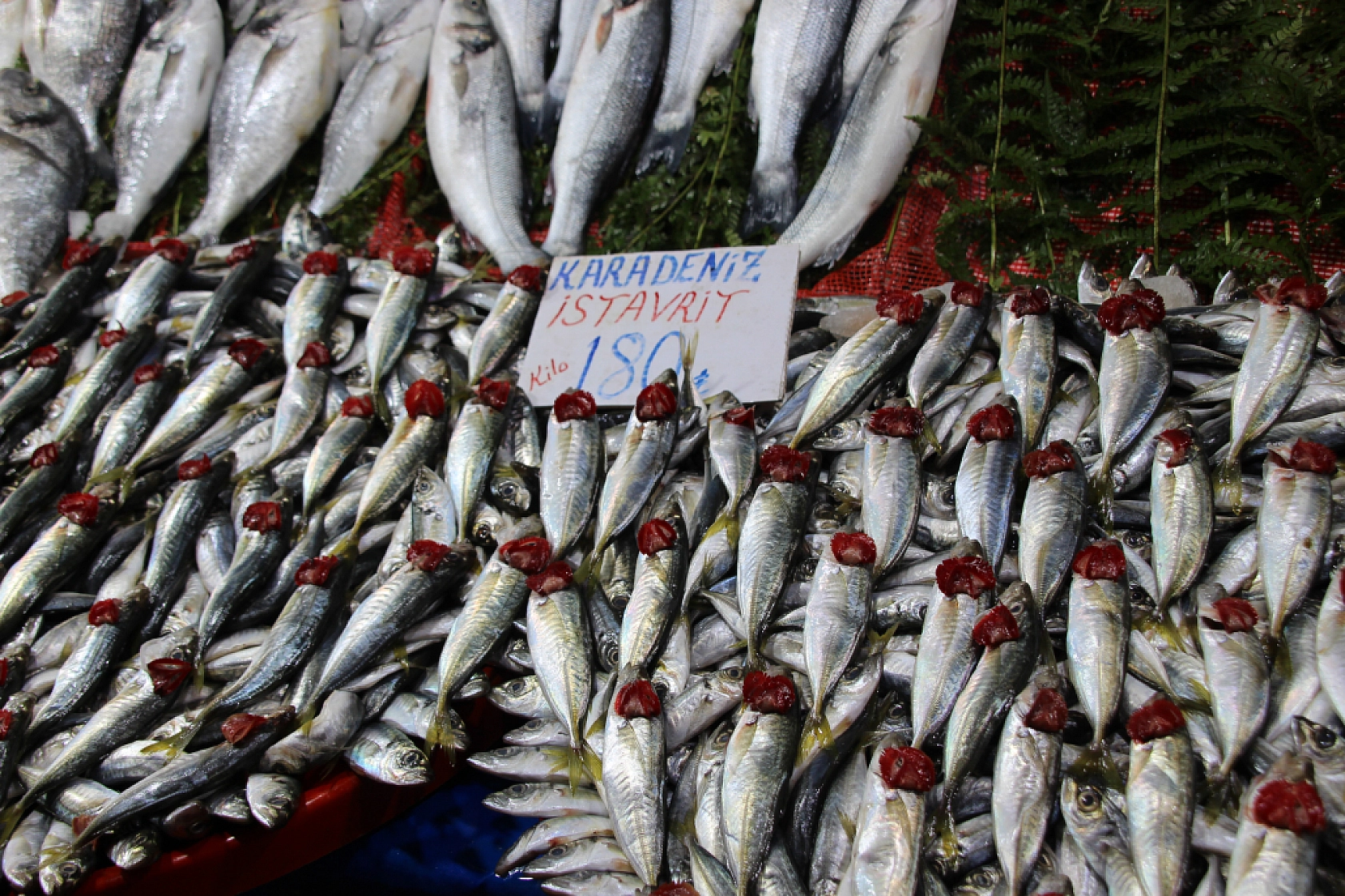 Balık Pazarlarında Fiyat Artışı! En Ucuz Balık Hangisi? İşte Detaylar...